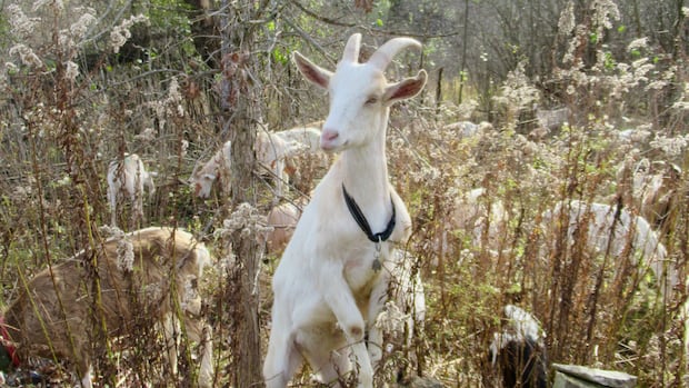 white goat stands on rock with trees, shrubs in background