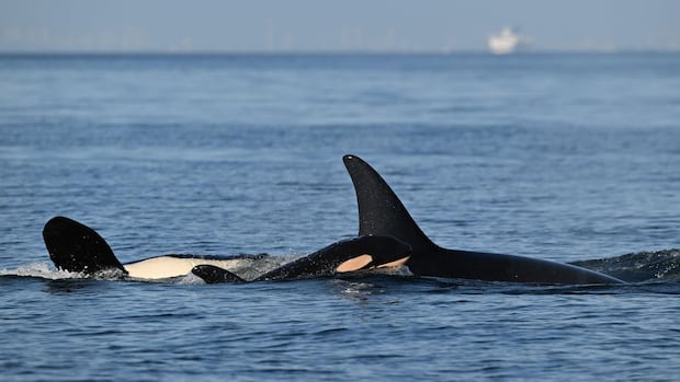 New J pod orca calf spotted in B.C. waters looking 'well integrated': researchers