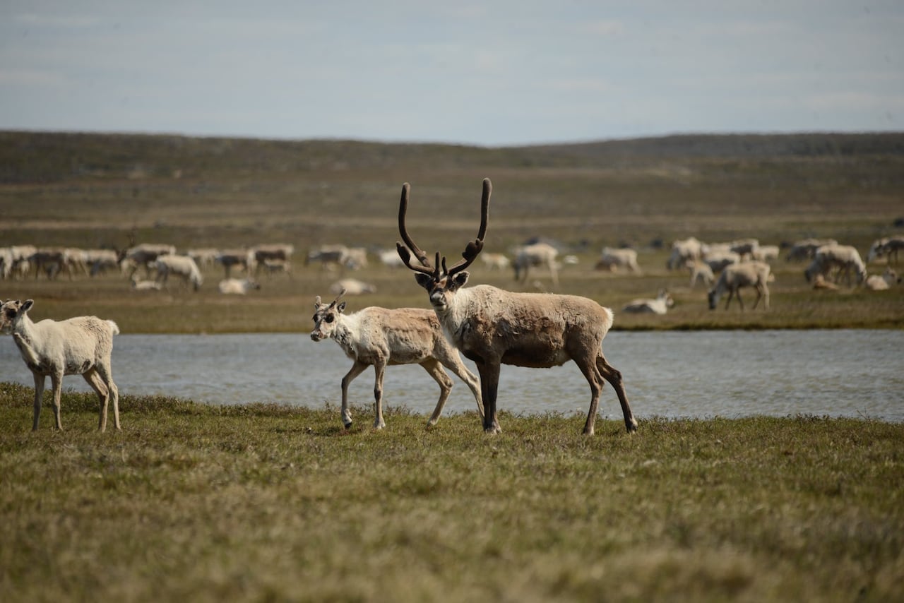 Caribe cerca de Rankin Inlet