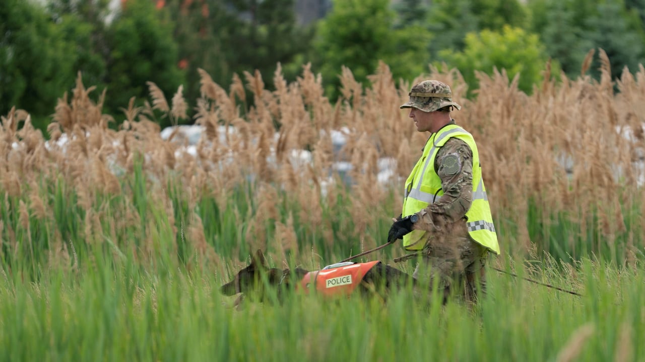 A man in camouflage clothing and a bright orange vest walks a dog with a bright orange vest that says police in a field of tall grass
