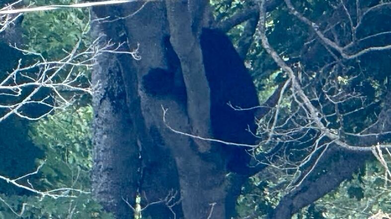 N.S. school briefly put in lockdown over bear on the loose