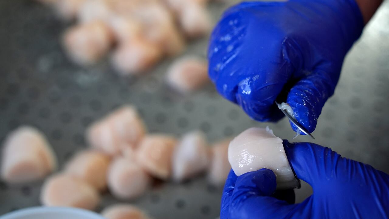 Catch limits for scallops on Georges Bank reduced due to increase in predator population – CBC