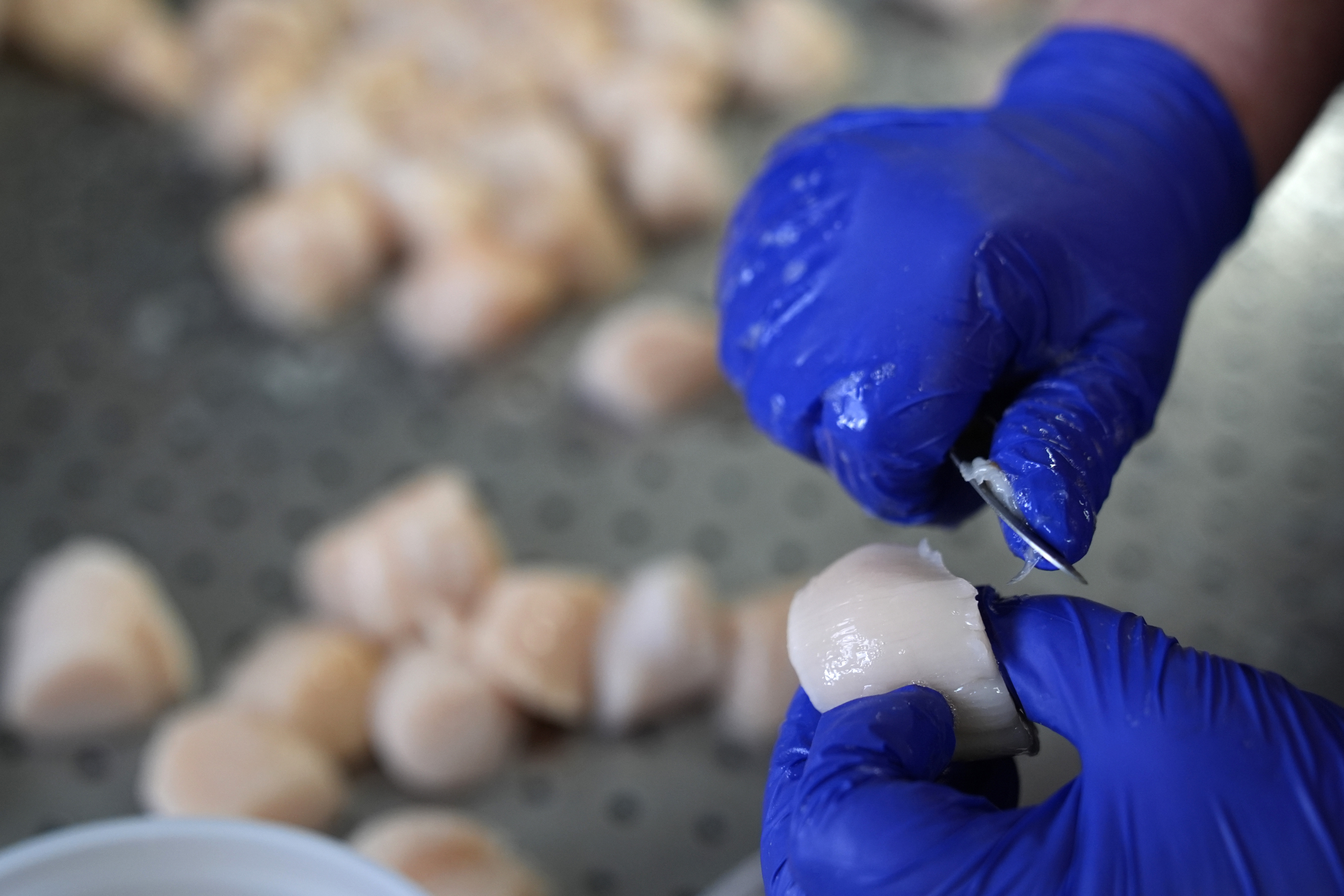 Catch limits for scallops on Georges Bank reduced due to increase in predator population – CBC