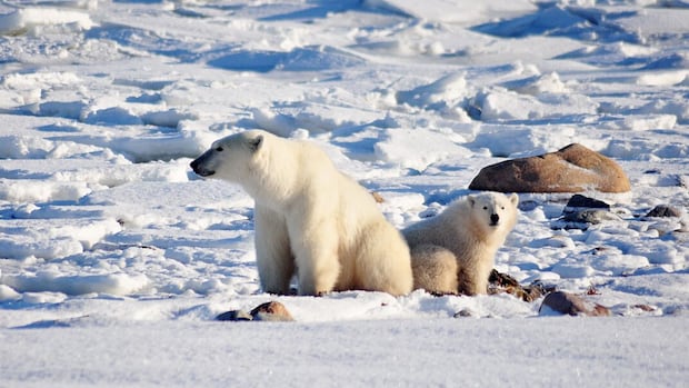 An adult polar bear next to her cub on a snowy landscape.