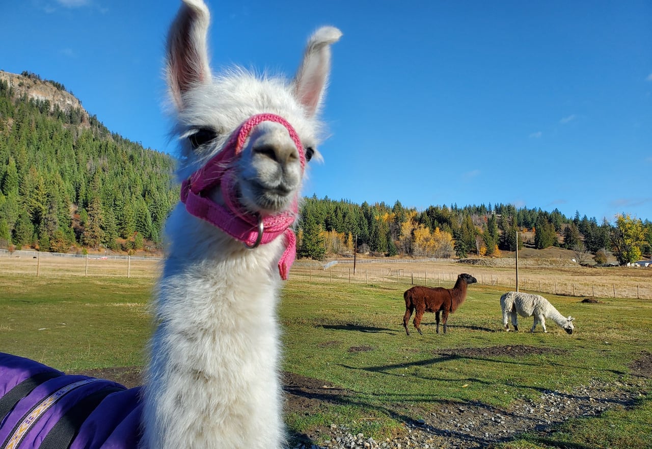 A llama is pictured smiling lasting successful a field.