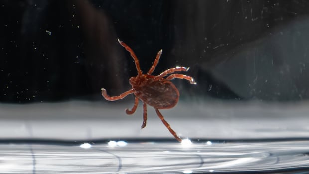 Acadia to be home to only dedicated tick research centre in Canada