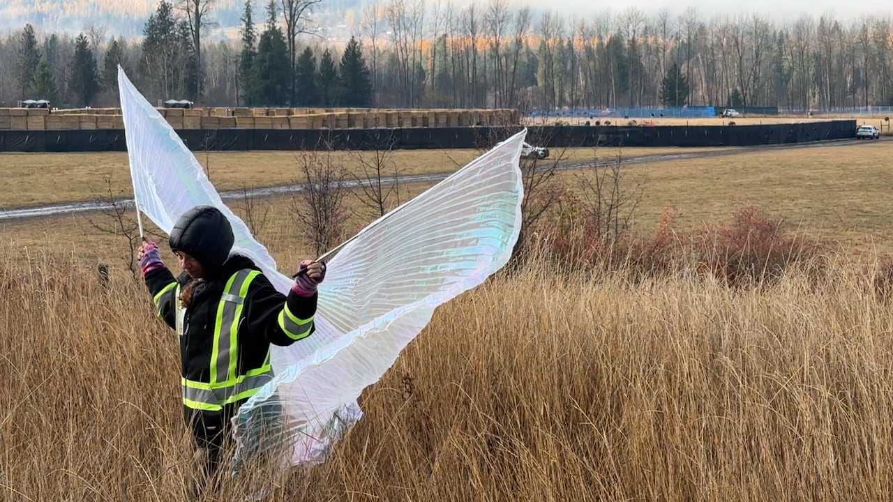 A pistillate   wears fake wings wrong  a tract  of gangly  writer  successful  a vale  with bales of hay stacked down  her.