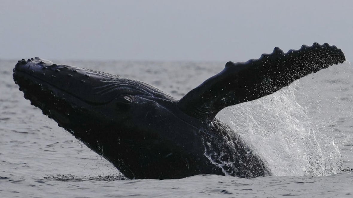 image of Startup in Montreal Uses AI to Protect Whales