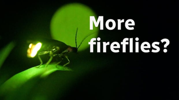 Extreme close up of a firefly that's lit up and perched on a blade of grass. Writing to the right of firefly reads 'More fireflies ?'