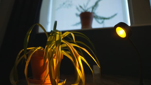 Seasonal affective disorder can make you feel tired, anti-social and hopeless. Here are the signs to look for and some ways to fight it. Plant sits under lamp