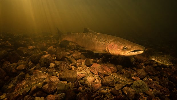 Spawning season usually takes place between October and November. Fish near gravel