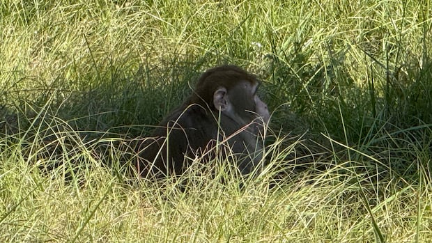 A monkey that escaped from a spilled truck was shot by Mississippi mama