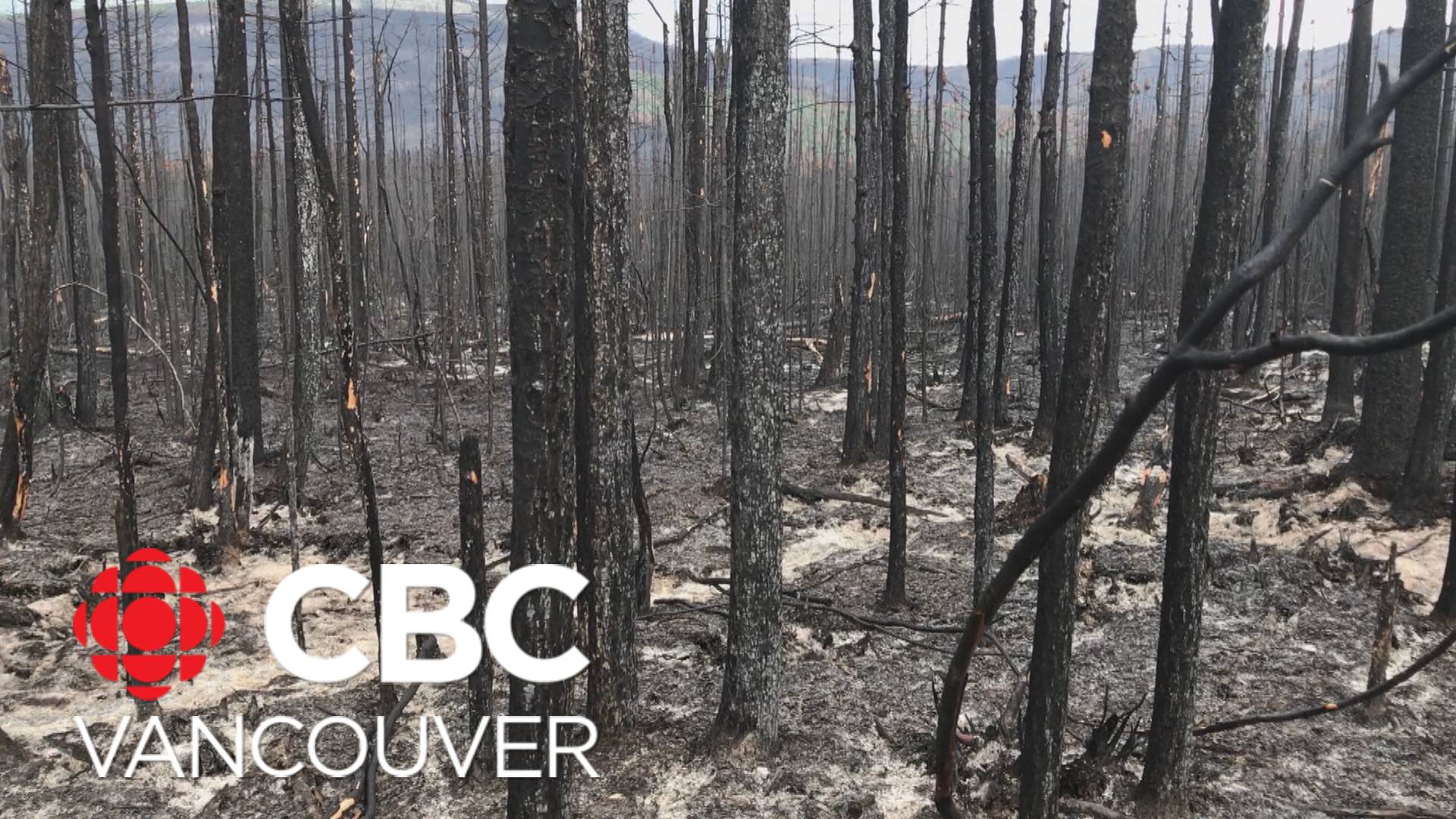 What exactly are ‘zombie’ fires, and how are they affecting wildfires this spring? What exactly are ‘zombie’ fires, and how are they affecting wildfires this spring?