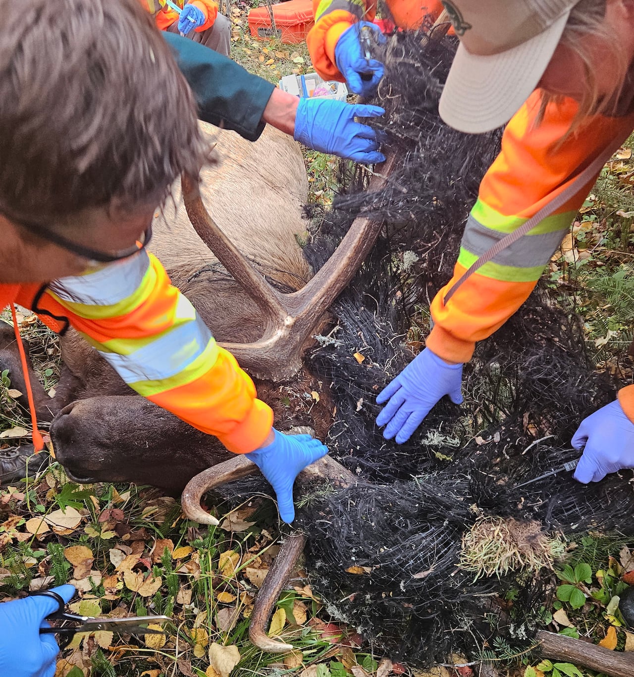 পার্কস কানাডার কর্মীরা প্রিন্স অ্যালবার্ট ন্যাশনাল পার্কে একটি ষাঁড় এলক শিং ফাঁদ কেটে ফেলেছে।