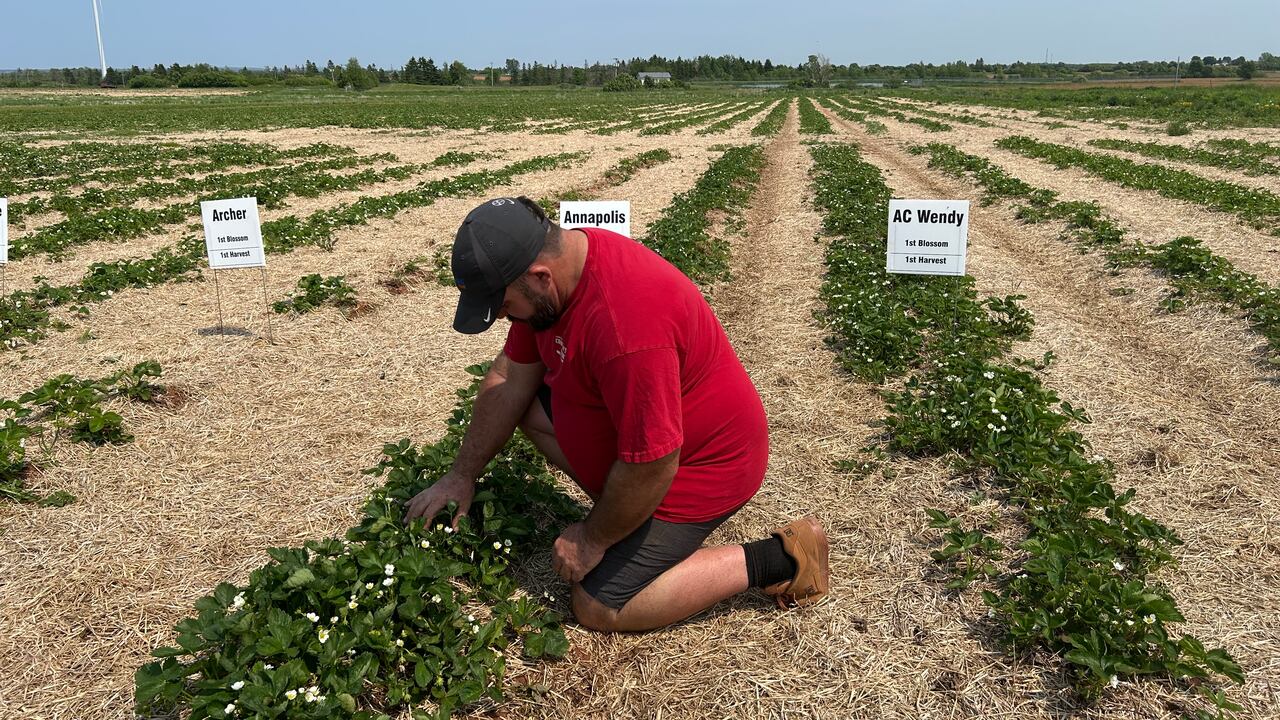 N.S. strawberry growers keep watch for possible fungal disease in crop