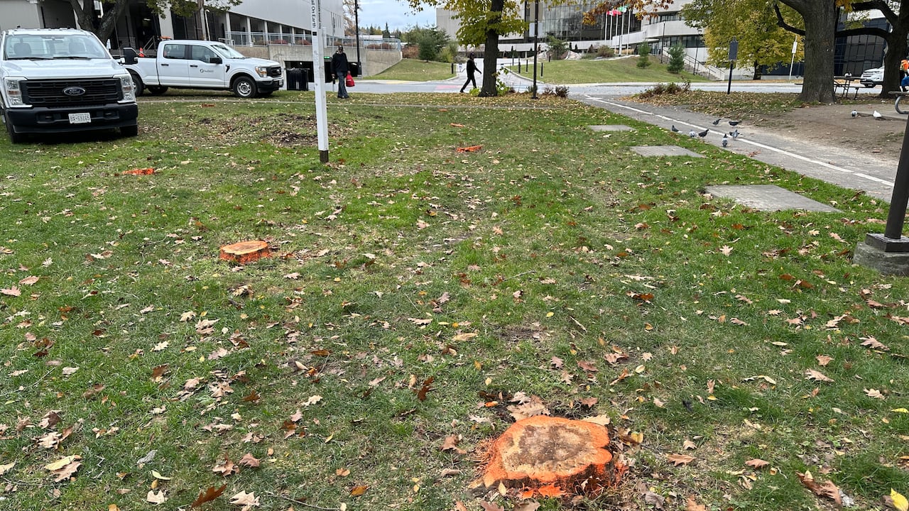 Some histrion   stumps painted successful  time  glo overgarment   successful  a tract   scattered with leaves.