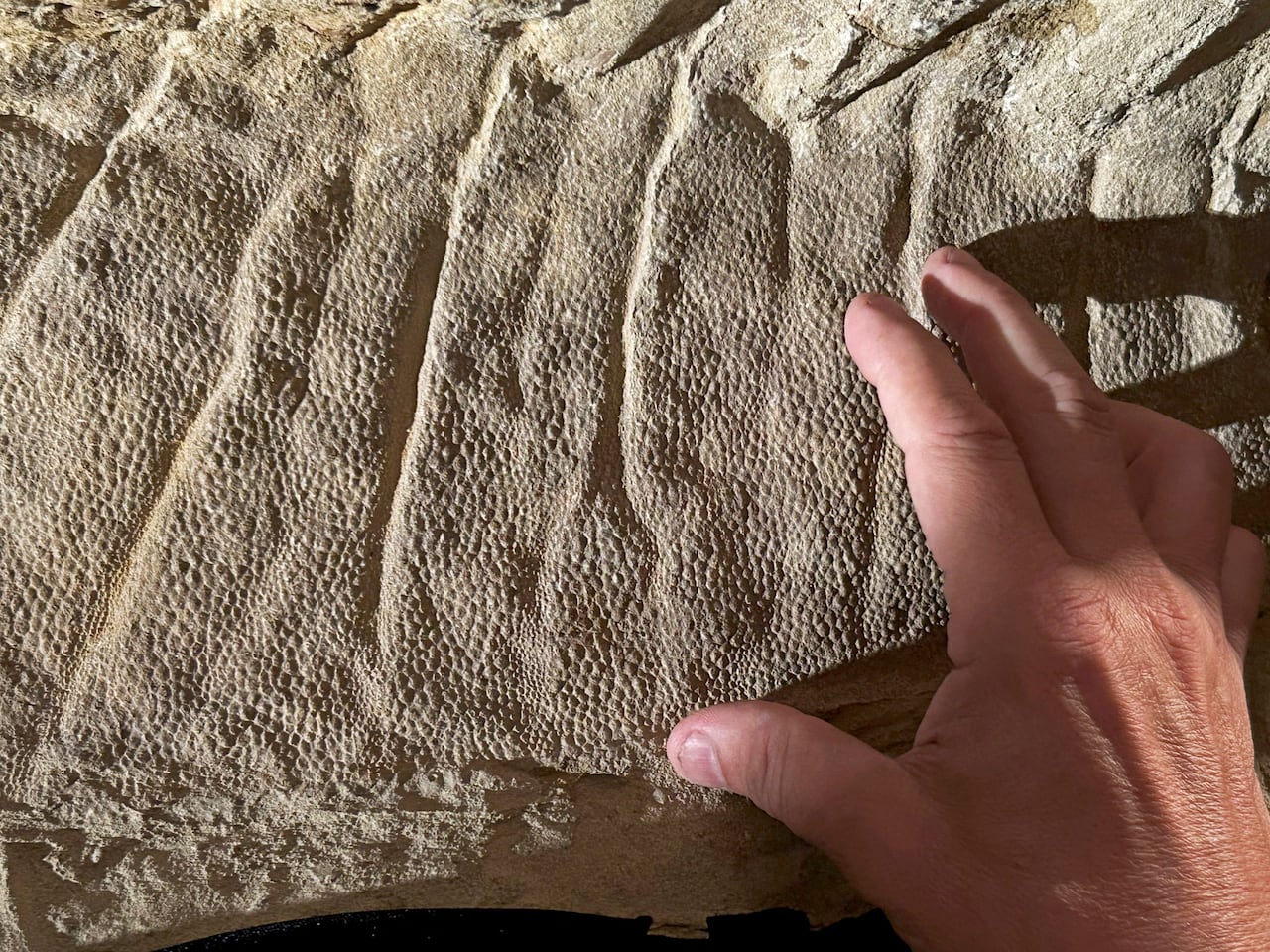 Uma mão toca um fóssil de dinossauro marrom arenoso, pastando sobre cristas e escamas.