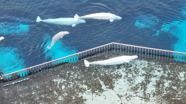A drone shot of Marineland in Niagara Falls, Ont., in recent months shows some of the 30 surviving beluga whales. The mayor says he's heard from people around the world offering help as the defunct amusement park says it's running out of money to care for the whales. Four beluga whales swimming