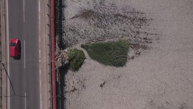 Bodies of dead fish almost entire cover the surface of a river that goes underneath a road bridge.