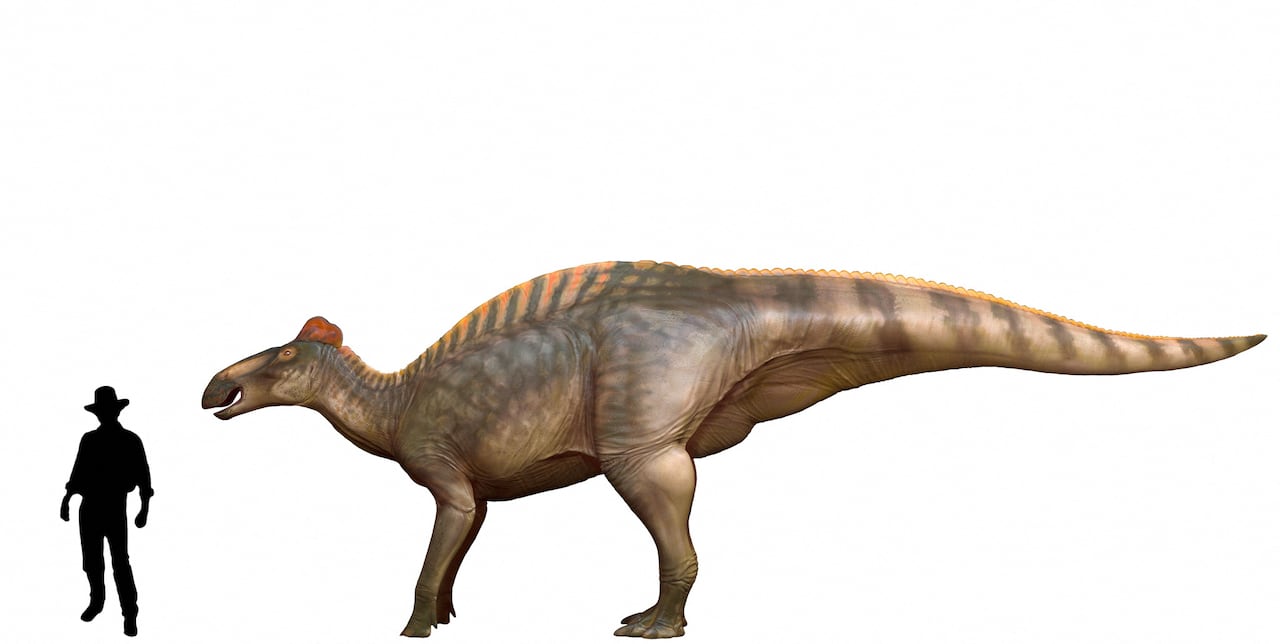 Silhueta de um homem de chapéu ao lado de uma ilustração de um dinossauro marrom com bico de pato e cascos dianteiros, sobre um fundo branco.