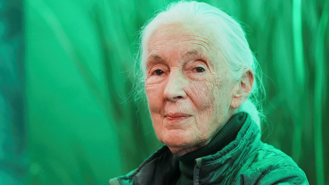 Funeral for world-renowned conservationist Jane Goodall