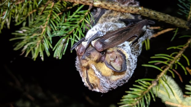 The hoary bat, pictured here, is an endangered species in Canada.  A bat hangs from a tree branch.
