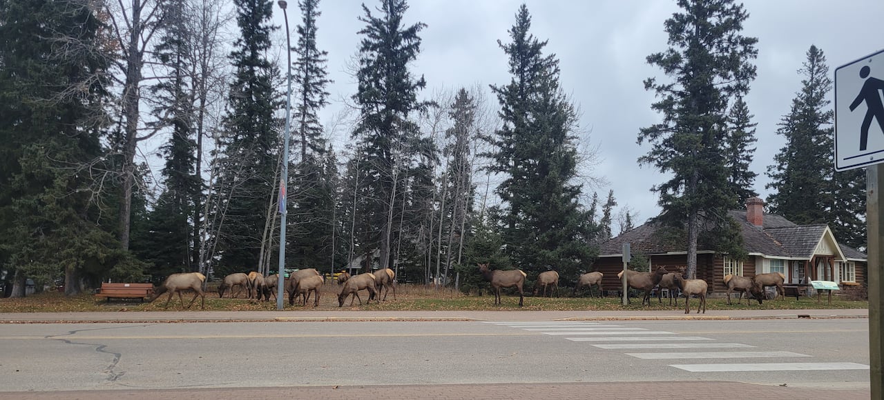 Manada de alces na cidade de Waskesiu.