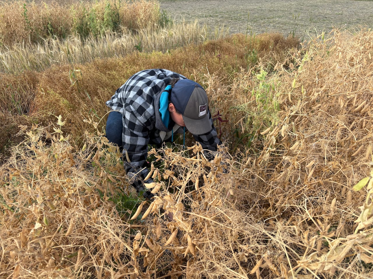 A man in a grey hat and a black and white plaid jacket kneels down in a wheat field.