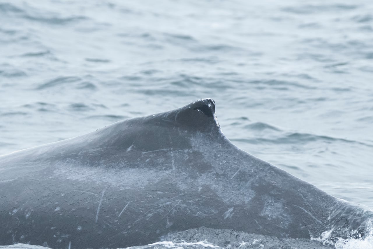 Dorsal fin of a humpback whale