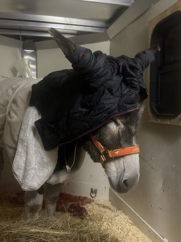 A donkey stands successful a trailer lasting successful hay with a overgarment implicit it's ears