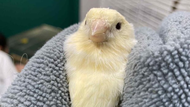 A light yellow bird held with a towel