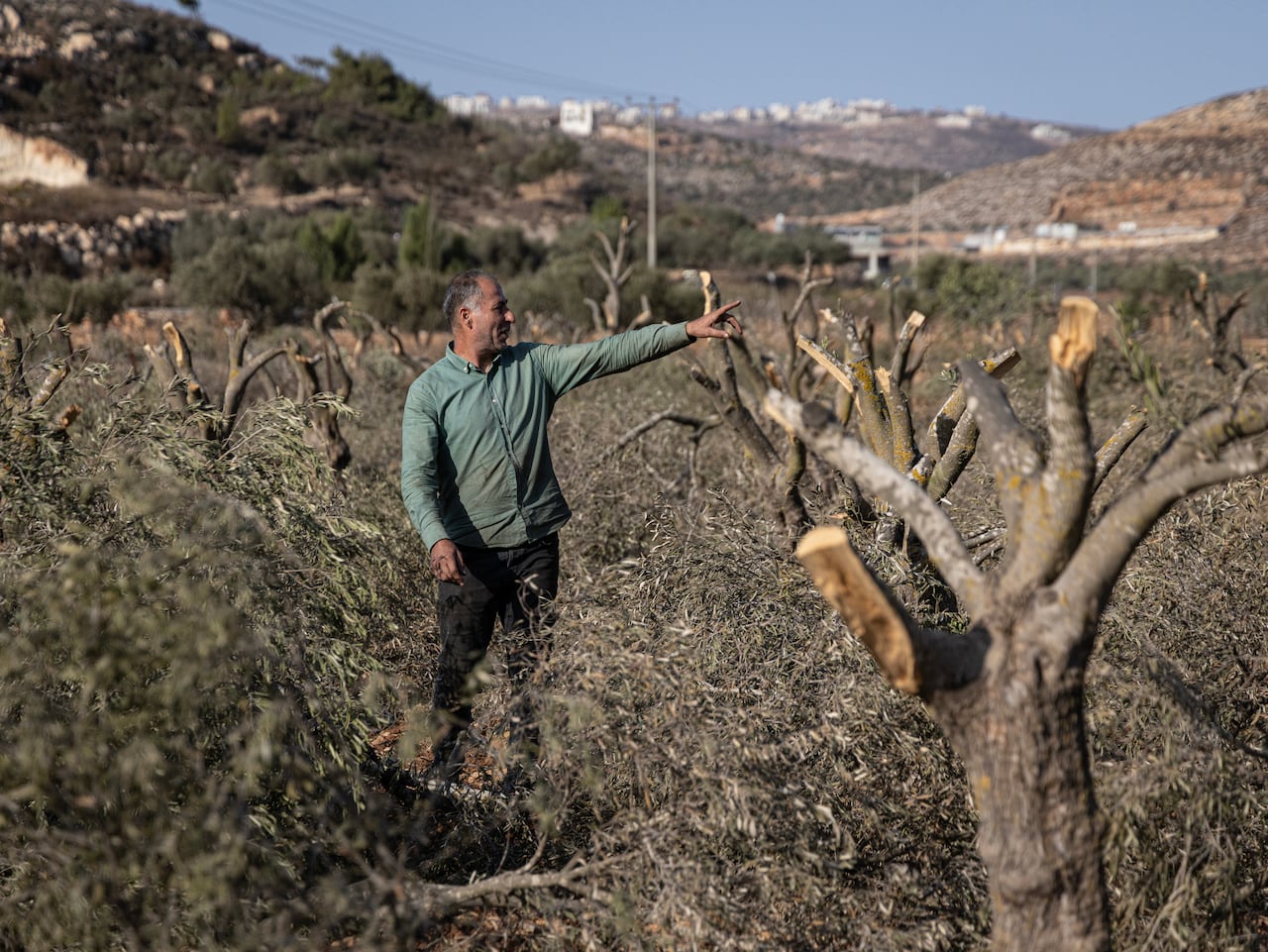 A man is standing in a grove looking at the olive trees that have had their branches cut. 
