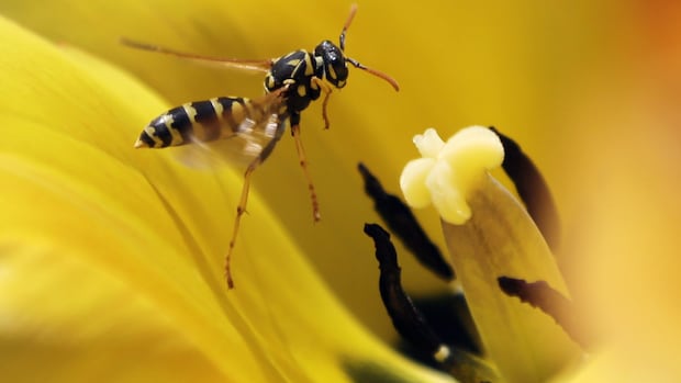 A wasp hovers over a tulip 