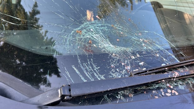 At first, Marie Ahlstrom thought a rock had hit her windshield, but upon closer inspection, she discovered it had been a fish. A mostly shattered windshield is shown. Cracks and shards of bloody glass can be seen all over the windshield. The bloody remains of a fish are smudged on the glass.