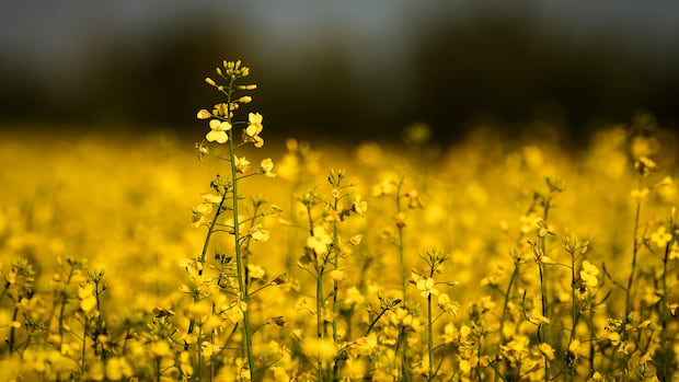 A field of yellow flowering plants.