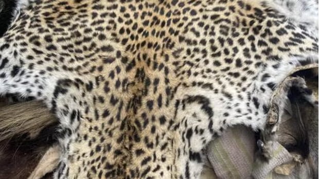 Wildlife traffickers moving ‘dirty money’ within web of organized crime, researcher finds