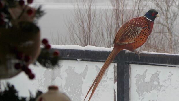 A ring-tailed pheasant is pictured on a deck railing in P.E.I. A brown spotted bird with a dark-green head, white neckband, and long brown tail sits on a metal deck railing in winter.