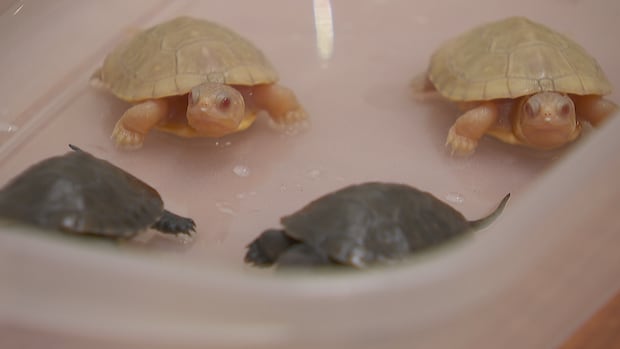 Two albino Blanding's turtles were born in a lab in Kanata after being found in a yard in rural Ottawa. two albino turtles are in a plastic bin with two Blanding's turtles
