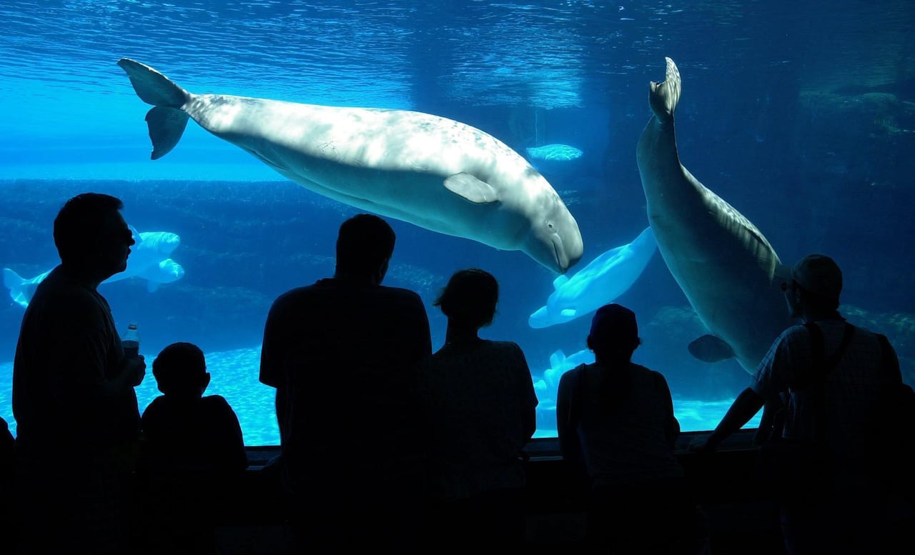 Melni cilvēku silueti zilā ūdens tvertnē, kur peld balti beluga vaļi
