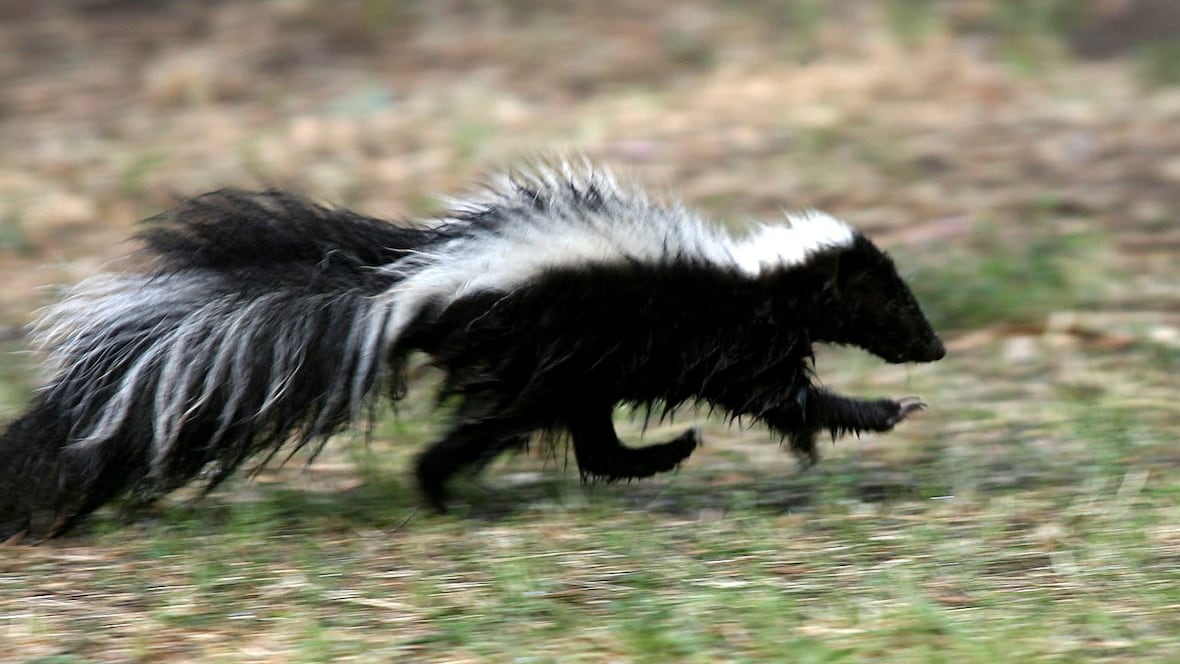 Skunks out and about in Calgary