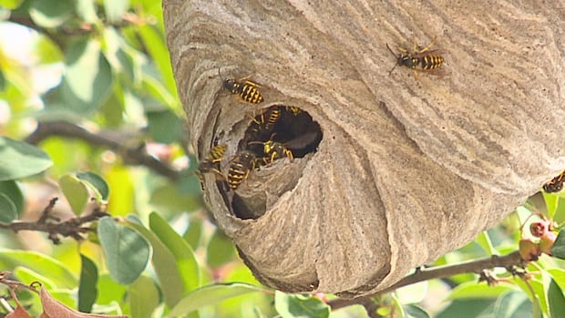 Wasps killing your buzz? You're not alone